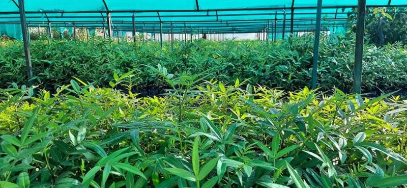जडिबुटी खेती गर्दै सहकारी, ३ रुपैँया अनुदान दिइने
